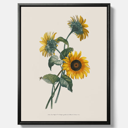 Kökstavla med Solros canvas – Botanisk poster, vintage, tavla till kök, köksposter, poster till kök