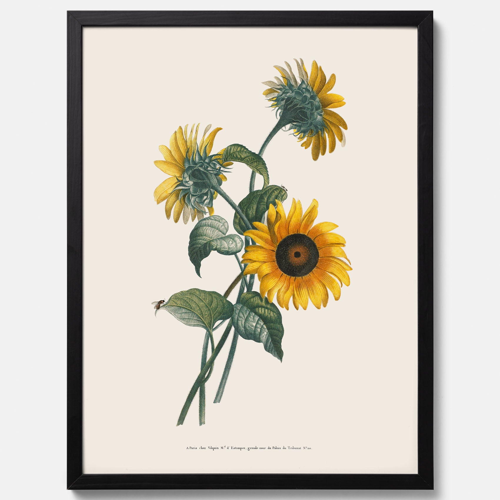 Kökstavla med Solros poster – Botanisk poster, vintage, tavla till kök, köksposter, poster till kök