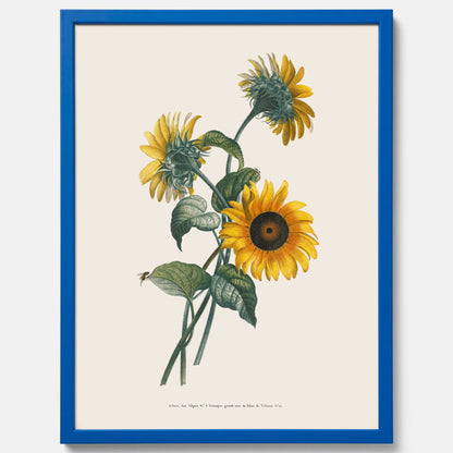 Kökstavla med Solros poster – Botanisk poster, vintage, tavla till kök, köksposter, poster till kök