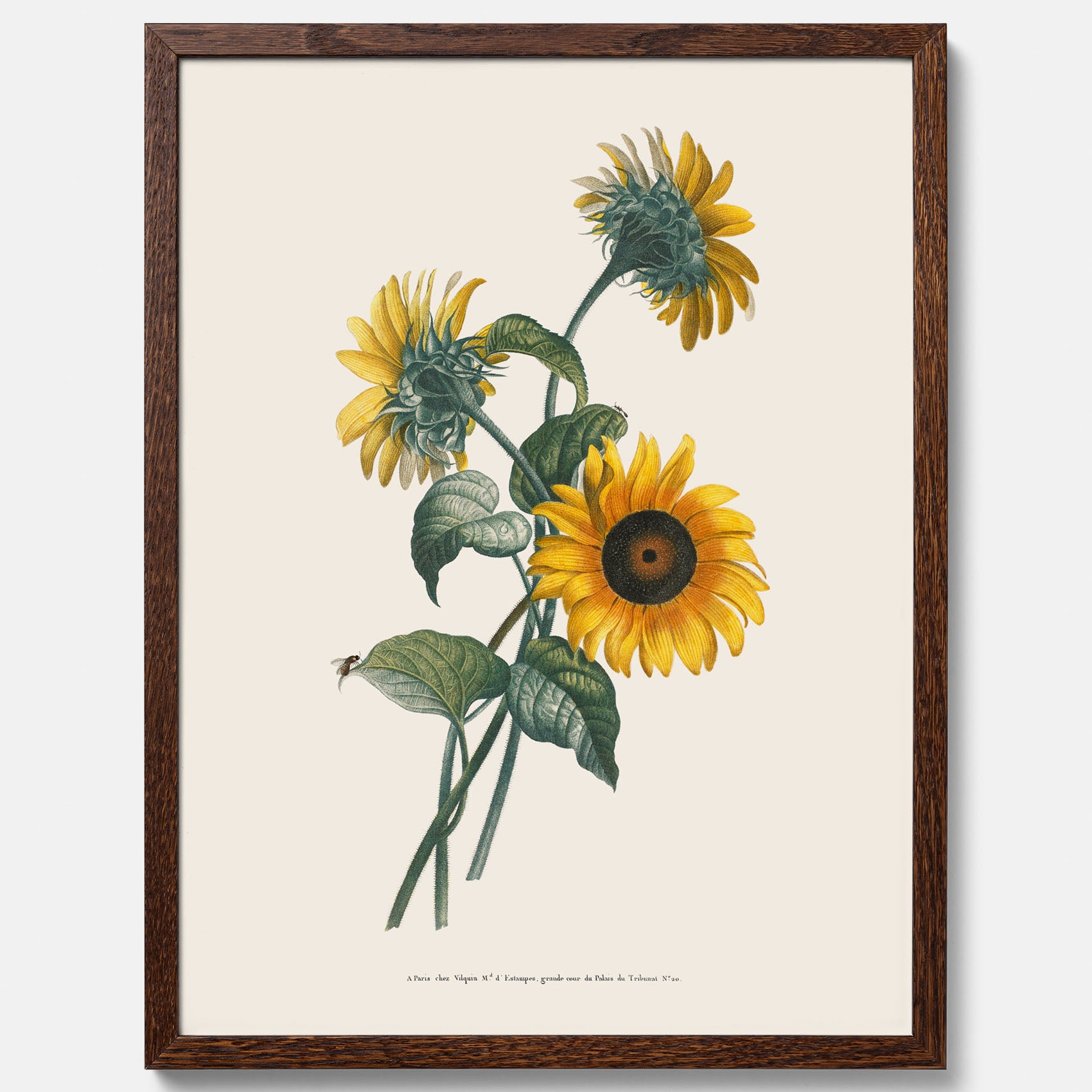 Kökstavla med Solros poster – Botanisk poster, vintage, tavla till kök, köksposter, poster till kök