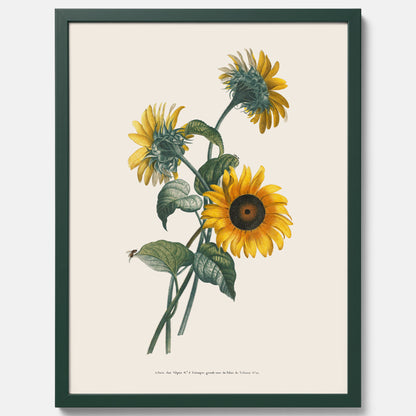 Kökstavla med Solros poster – Botanisk poster, vintage, tavla till kök, köksposter, poster till kök