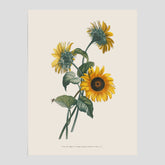 Kökstavla med Solros poster – Botanisk poster, vintage, tavla till kök, köksposter, poster till kök
