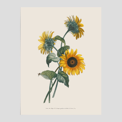 Kökstavla med Solros poster – Botanisk poster, vintage, tavla till kök, köksposter, poster till kök