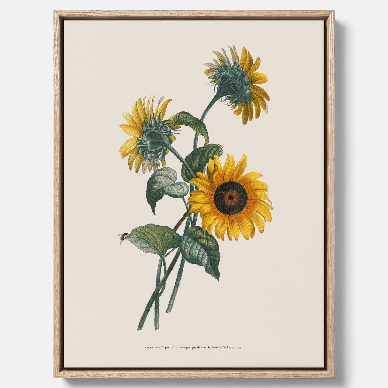 Kökstavla med Solros canvas – Botanisk poster, vintage, tavla till kök, köksposter, poster till kök