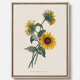 Kökstavla med Solros canvas – Botanisk poster, vintage, tavla till kök, köksposter, poster till kök