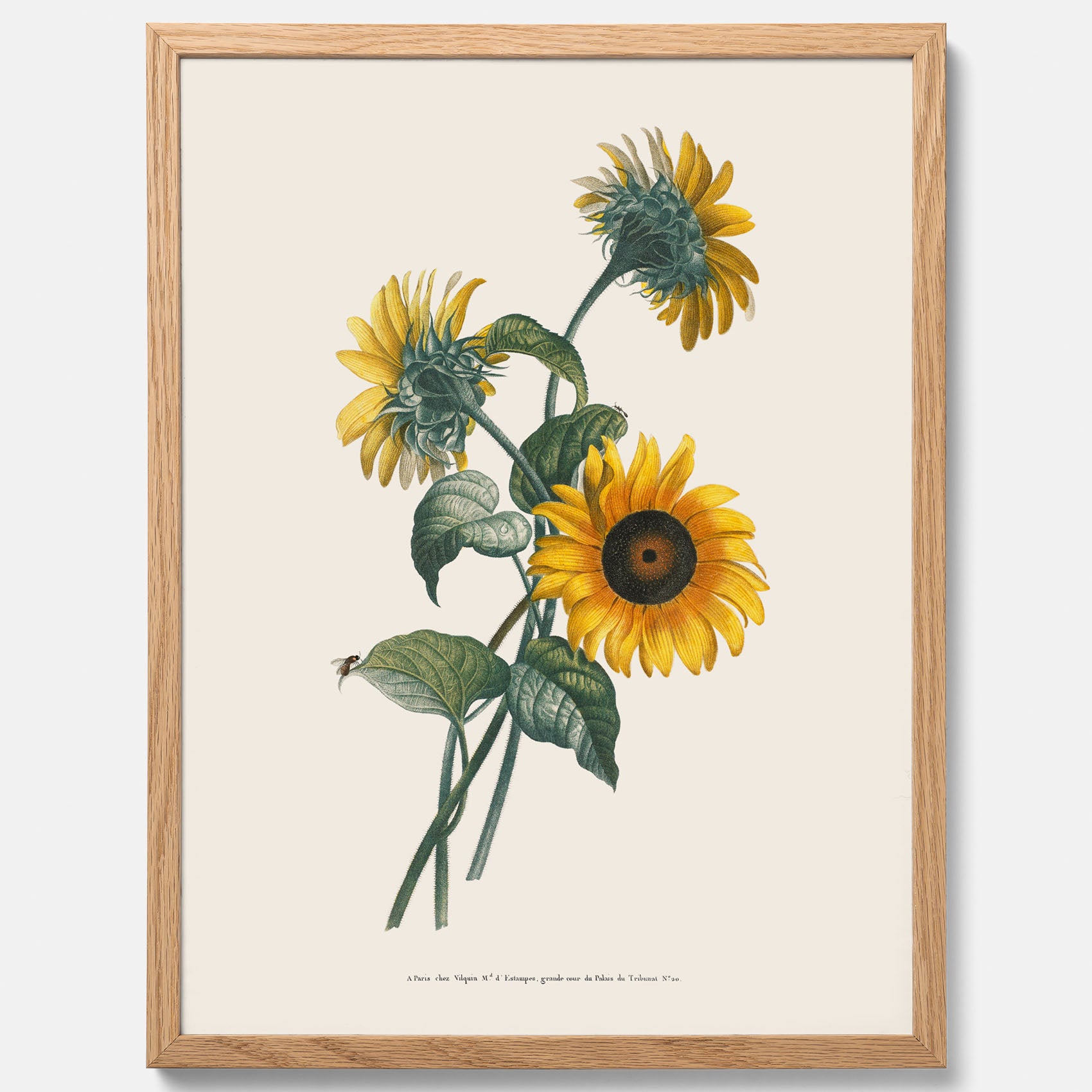 Kökstavla med Solros poster – Botanisk poster, vintage, tavla till kök, köksposter, poster till kök