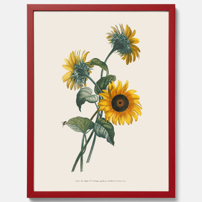 Kökstavla med Solros poster – Botanisk poster, vintage, tavla till kök, köksposter, poster till kök
