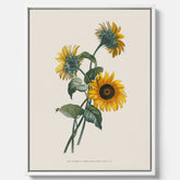 Kökstavla med Solros canvas – Botanisk poster, vintage, tavla till kök, köksposter, poster till kök