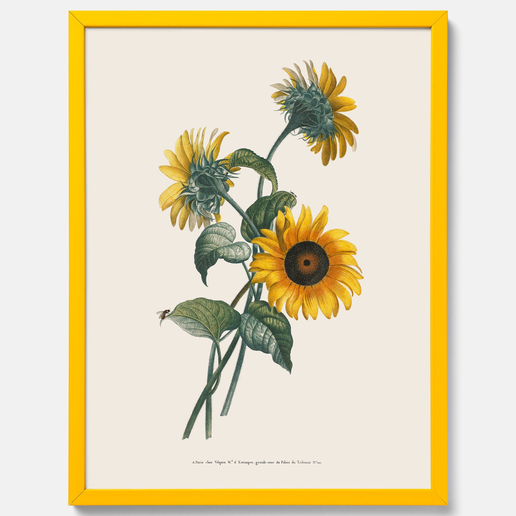 Kökstavla med Solros poster – Botanisk poster, vintage, tavla till kök, köksposter, poster till kök