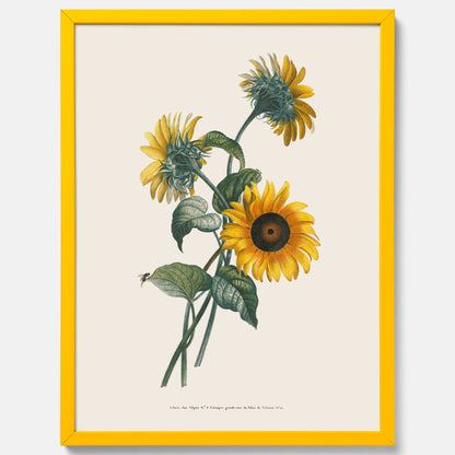 Kökstavla med Solros poster – Botanisk poster, vintage, tavla till kök, köksposter, poster till kök