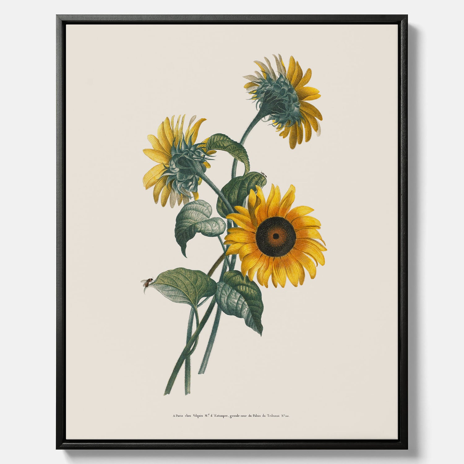 Kökstavla med Solros canvas – Botanisk poster, vintage, tavla till kök, köksposter, poster till kök