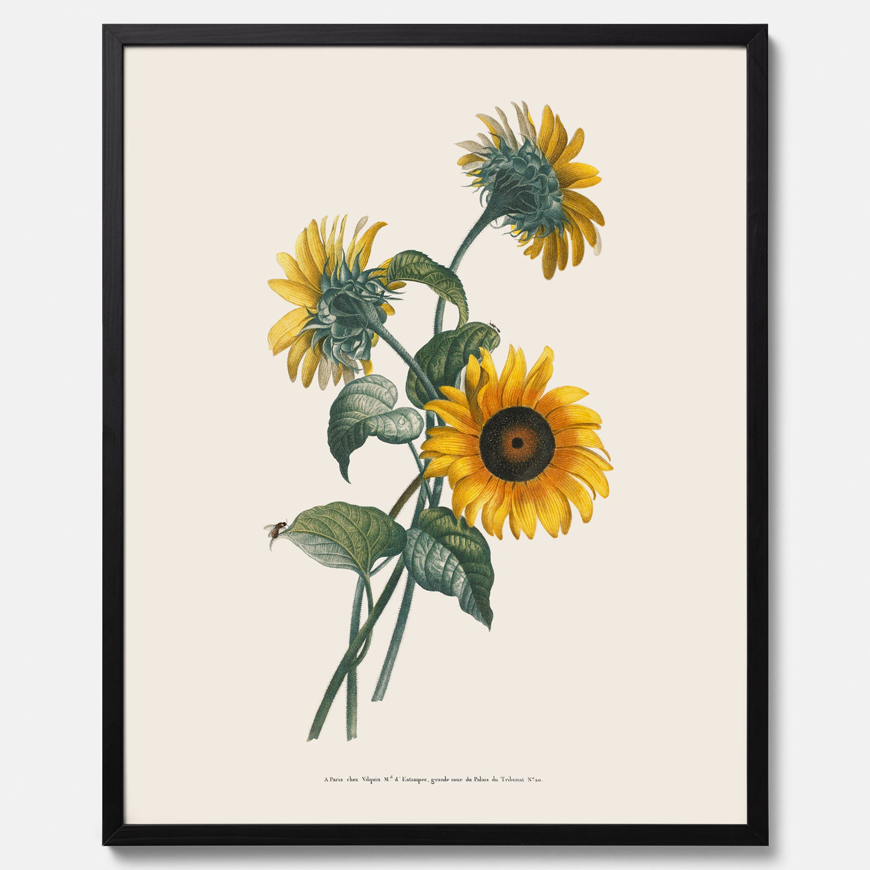 Kökstavla med Solros poster – Botanisk poster, vintage, tavla till kök, köksposter, poster till kök