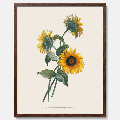 Kökstavla med Solros poster – Botanisk poster, vintage, tavla till kök, köksposter, poster till kök
