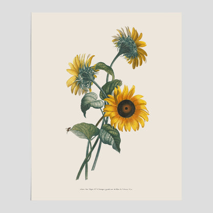 Kökstavla med Solros poster – Botanisk poster, vintage, tavla till kök, köksposter, poster till kök