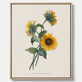 Kökstavla med Solros canvas – Botanisk poster, vintage, tavla till kök, köksposter, poster till kök