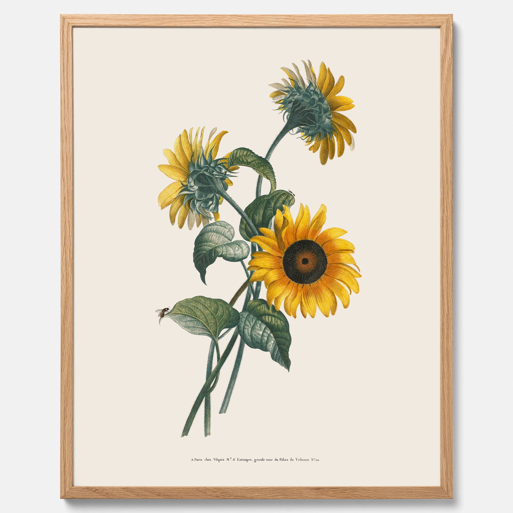 Kökstavla med Solros poster – Botanisk poster, vintage, tavla till kök, köksposter, poster till kök