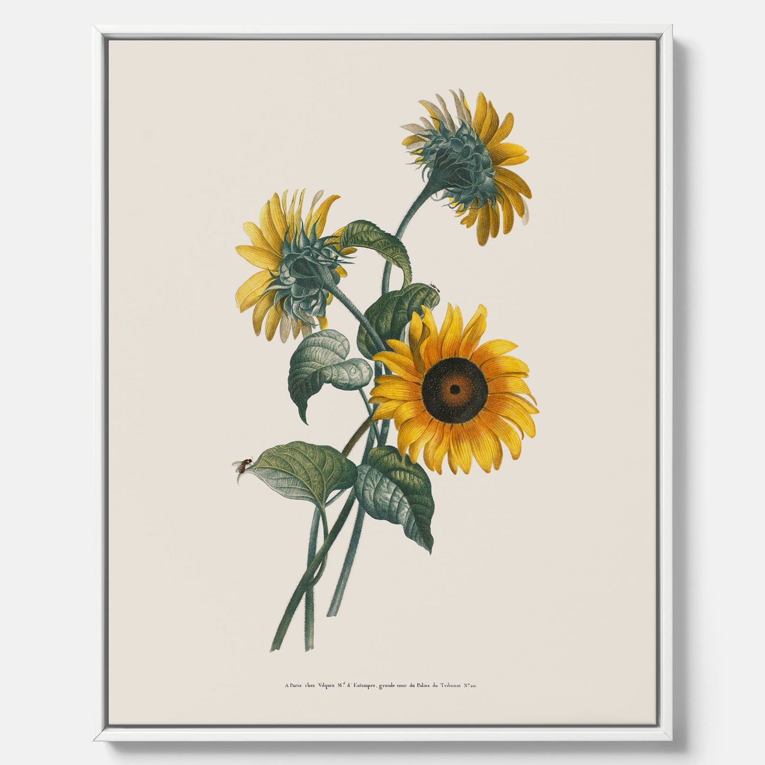 Kökstavla med Solros canvas – Botanisk poster, vintage, tavla till kök, köksposter, poster till kök