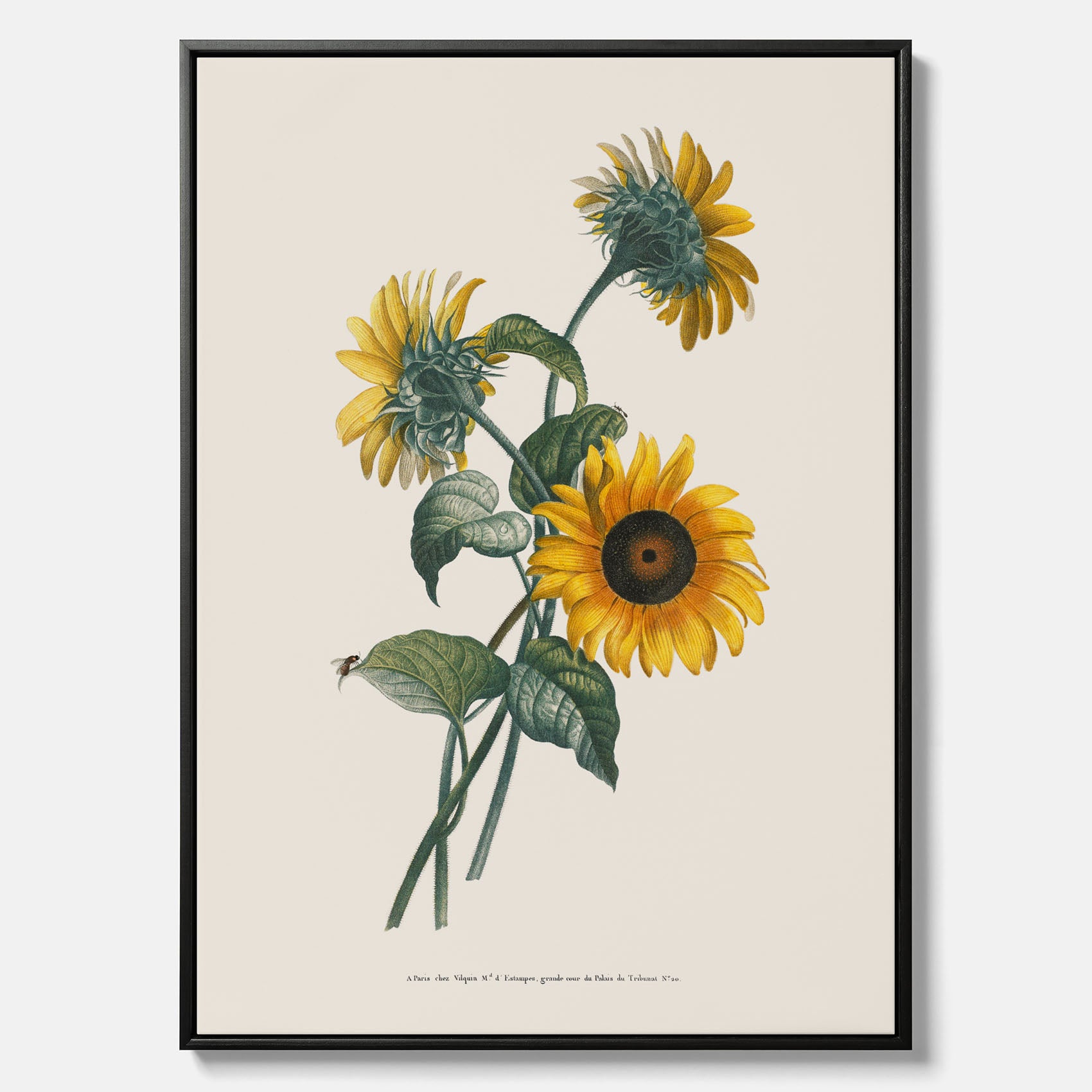 Kökstavla med Solros canvas – Botanisk poster, vintage, tavla till kök, köksposter, poster till kök