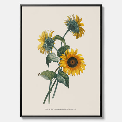 Kökstavla med Solros canvas – Botanisk poster, vintage, tavla till kök, köksposter, poster till kök