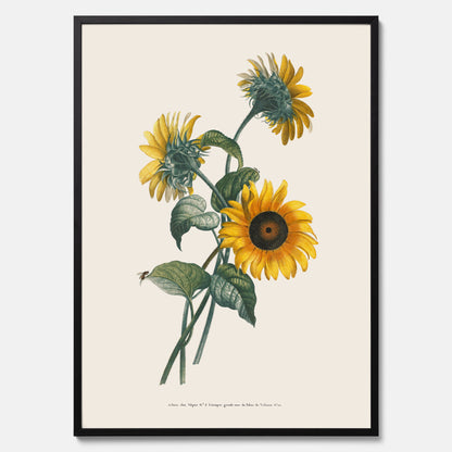 Kökstavla med Solros poster – Botanisk poster, vintage, tavla till kök, köksposter, poster till kök