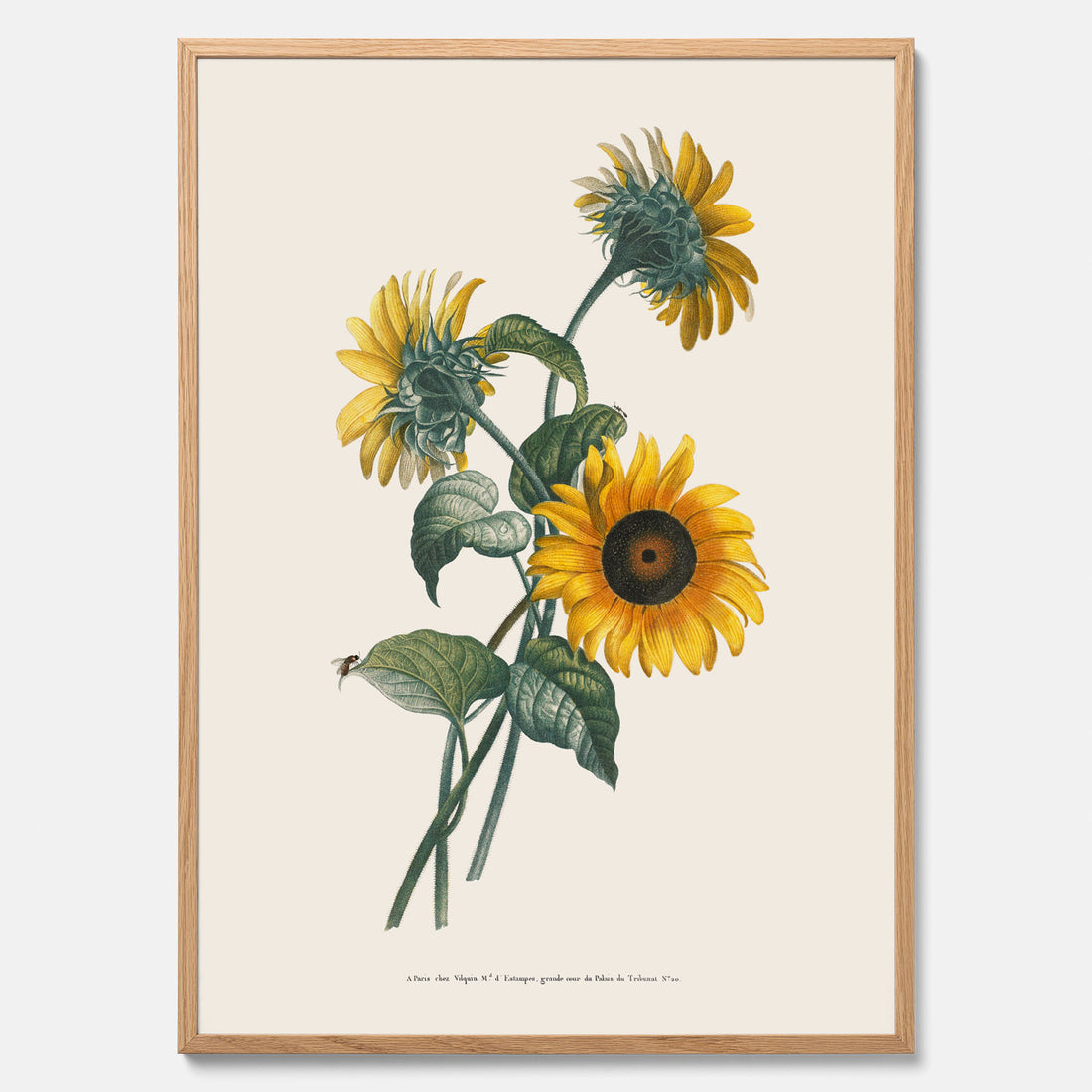 Kökstavla med Solros poster – Botanisk poster, vintage, tavla till kök, köksposter, poster till kök