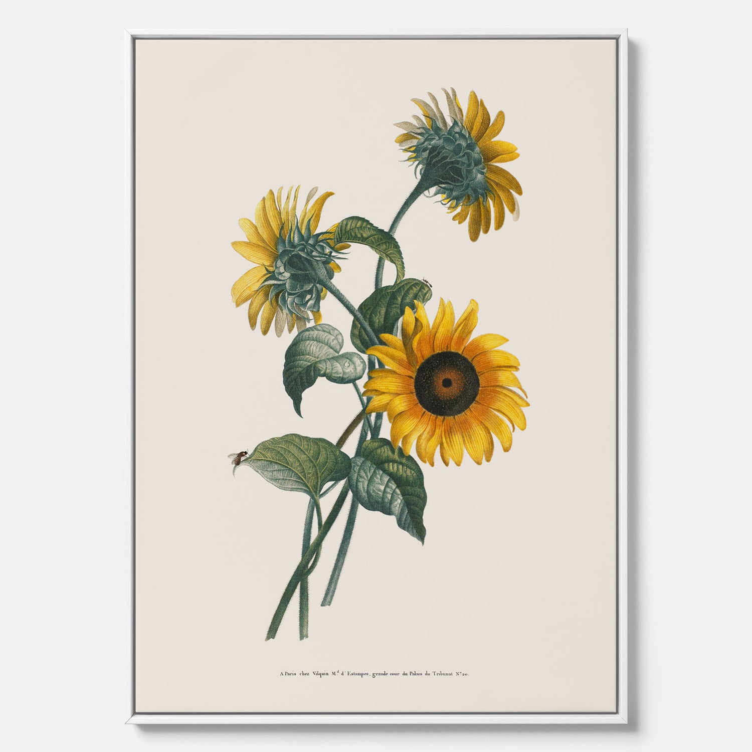 Kökstavla med Solros canvas – Botanisk poster, vintage, tavla till kök, köksposter, poster till kök