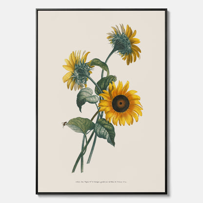 Kökstavla med Solros canvas – Botanisk poster, vintage, tavla till kök, köksposter, poster till kök