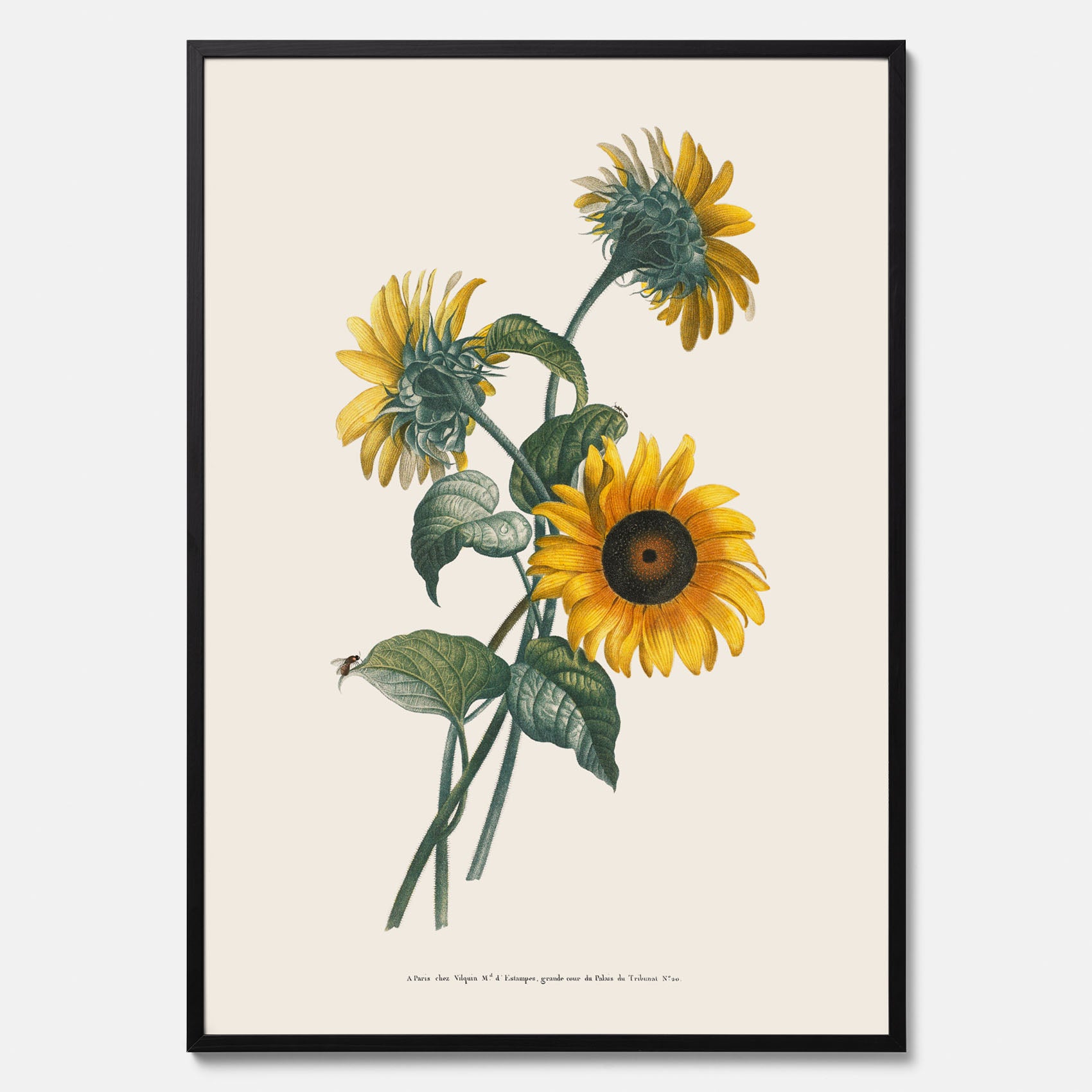 Kökstavla med Solros poster – Botanisk poster, vintage, tavla till kök, köksposter, poster till kök