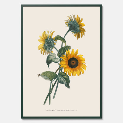 Kökstavla med Solros poster – Botanisk poster, vintage, tavla till kök, köksposter, poster till kök