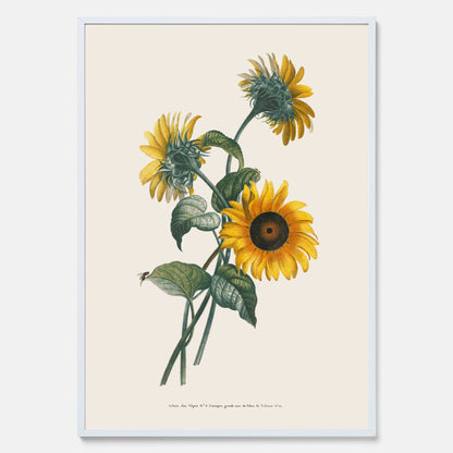 Kökstavla med Solros poster – Botanisk poster, vintage, tavla till kök, köksposter, poster till kök