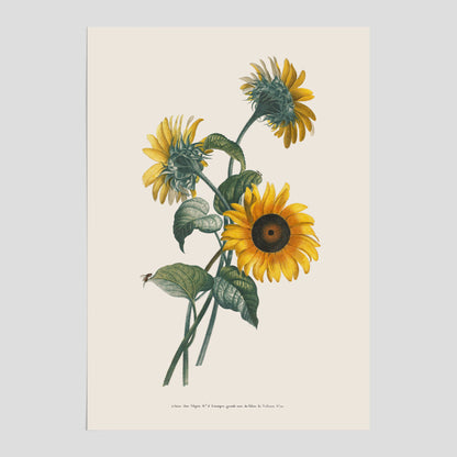 Kökstavla med Solros poster – Botanisk poster, vintage, tavla till kök, köksposter, poster till kök