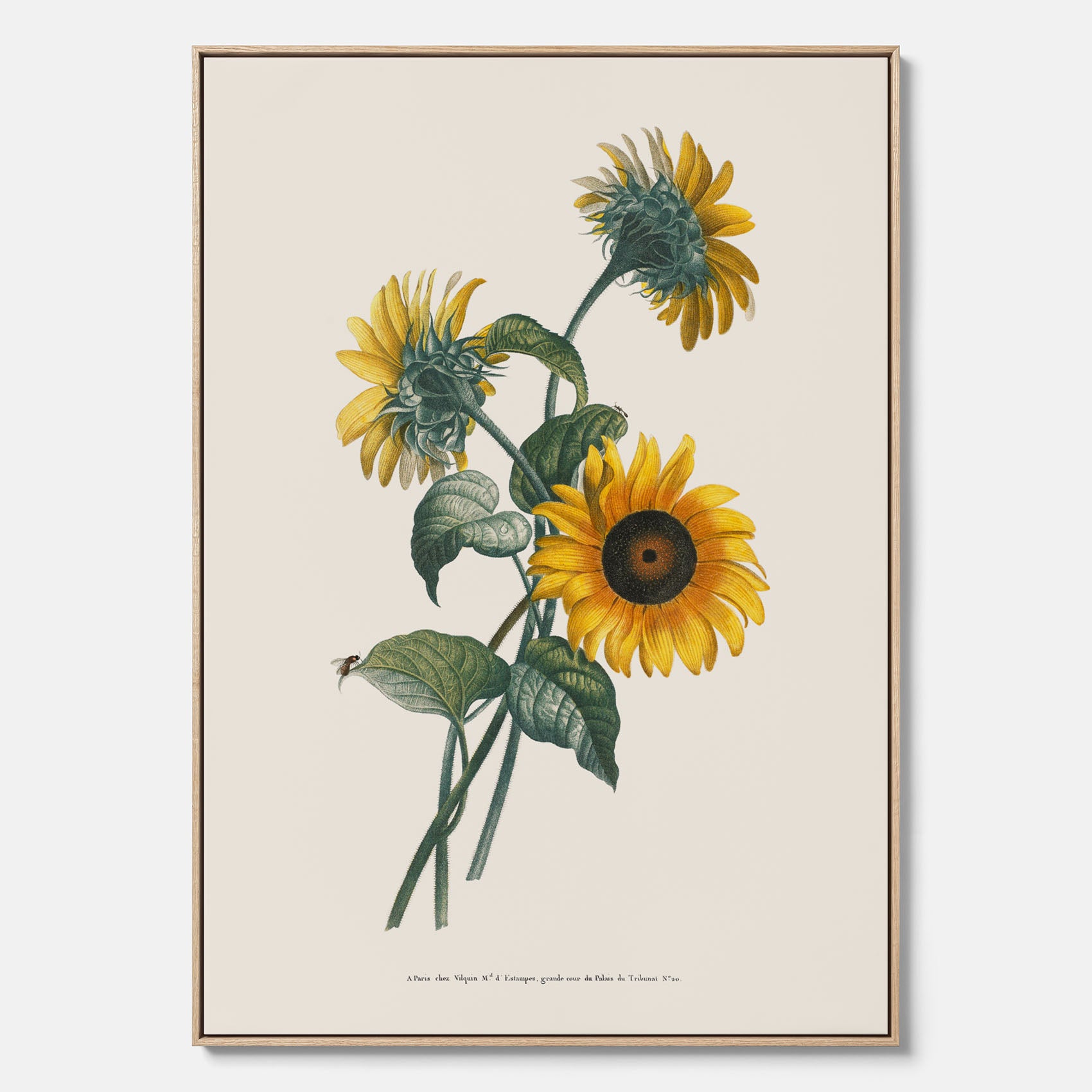 Kökstavla med Solros canvas – Botanisk poster, vintage, tavla till kök, köksposter, poster till kök