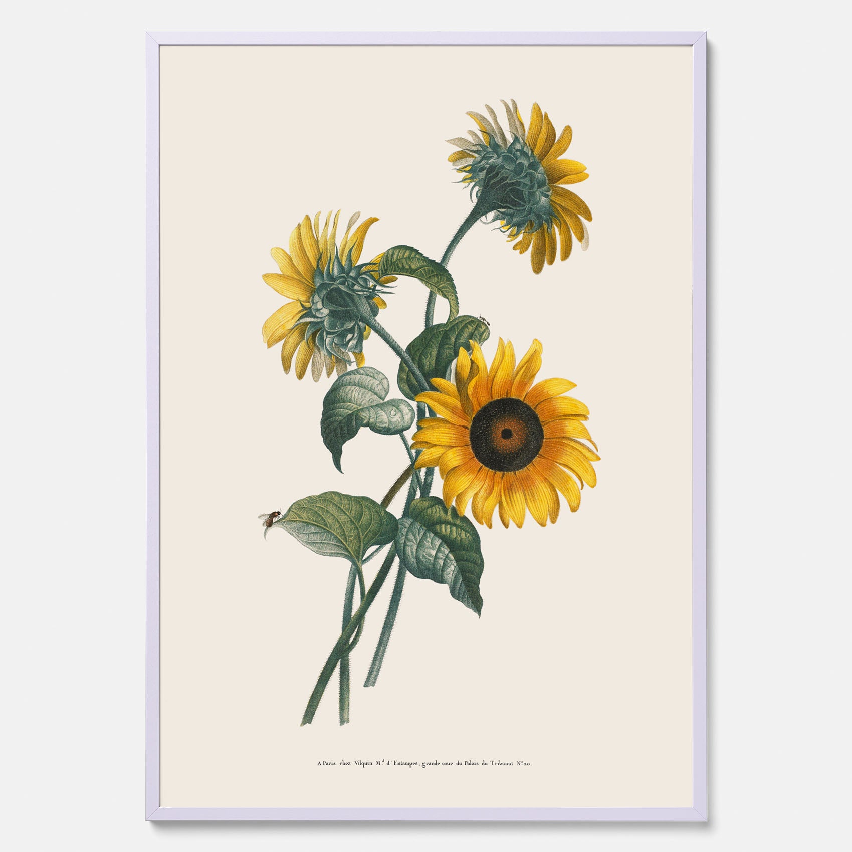 Kökstavla med Solros poster – Botanisk poster, vintage, tavla till kök, köksposter, poster till kök