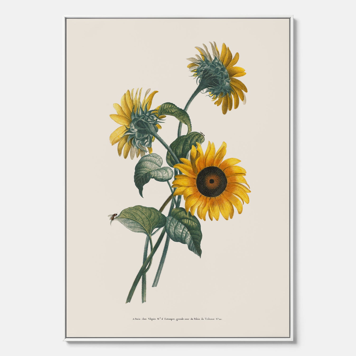 Kökstavla med Solros canvas – Botanisk poster, vintage, tavla till kök, köksposter, poster till kök