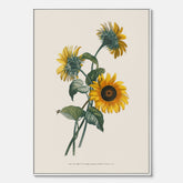 Kökstavla med Solros canvas – Botanisk poster, vintage, tavla till kök, köksposter, poster till kök