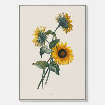 Kökstavla med Solros canvas – Botanisk poster, vintage, tavla till kök, köksposter, poster till kök