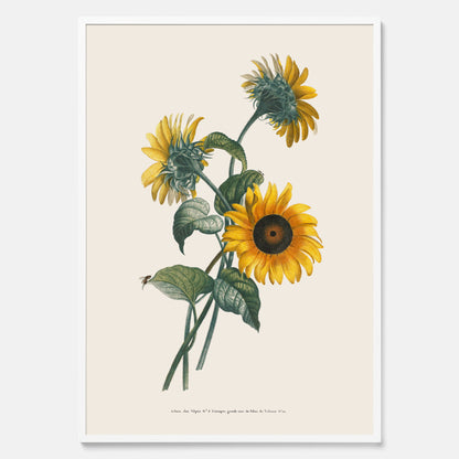 Kökstavla med Solros poster – Botanisk poster, vintage, tavla till kök, köksposter, poster till kök