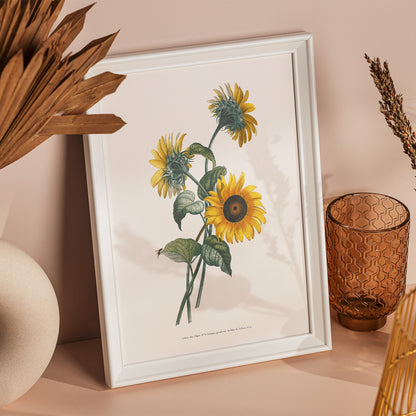 Kökstavla med Solros poster – Botanisk poster, vintage, tavla till kök, köksposter, poster till kök