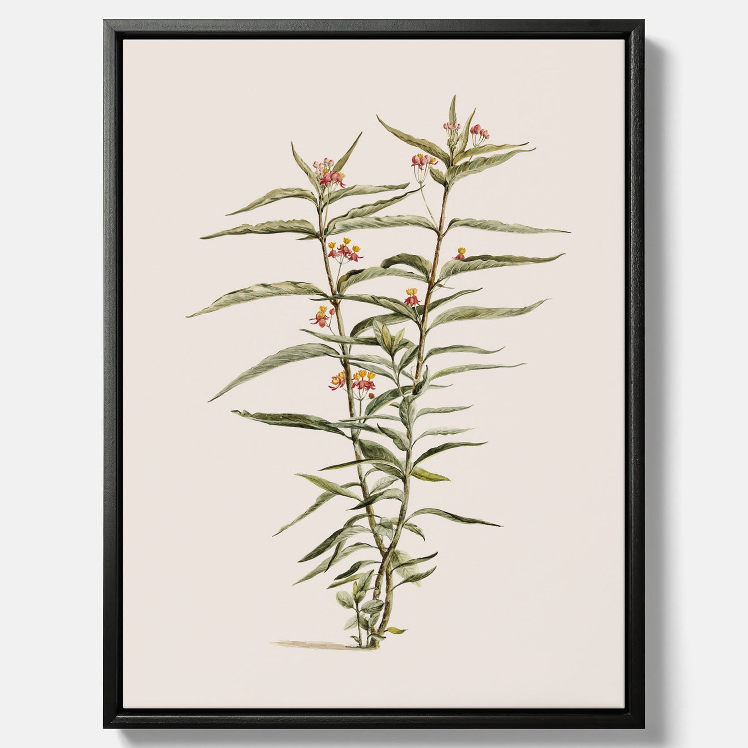 Vintageprint på canvas med en botanisk illustration föreställande en röd sidenört