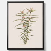Vintageprint på canvas med en botanisk illustration föreställande en röd sidenört