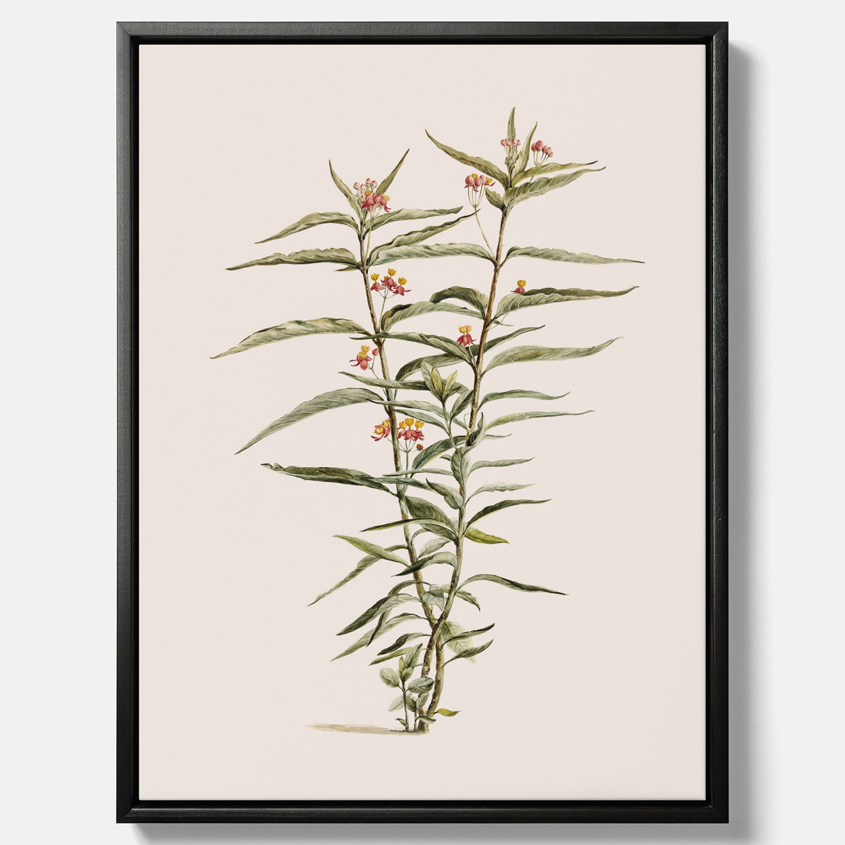 Vintageprint på canvas med en botanisk illustration föreställande en röd sidenört