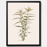 Vintageposter med en botanisk illustration föreställande en röd sidenört