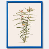 Vintageposter med en botanisk illustration föreställande en röd sidenört