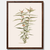 Vintageposter med en botanisk illustration föreställande en röd sidenört