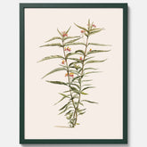 Vintageposter med en botanisk illustration föreställande en röd sidenört