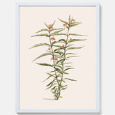 Vintageposter med en botanisk illustration föreställande en röd sidenört