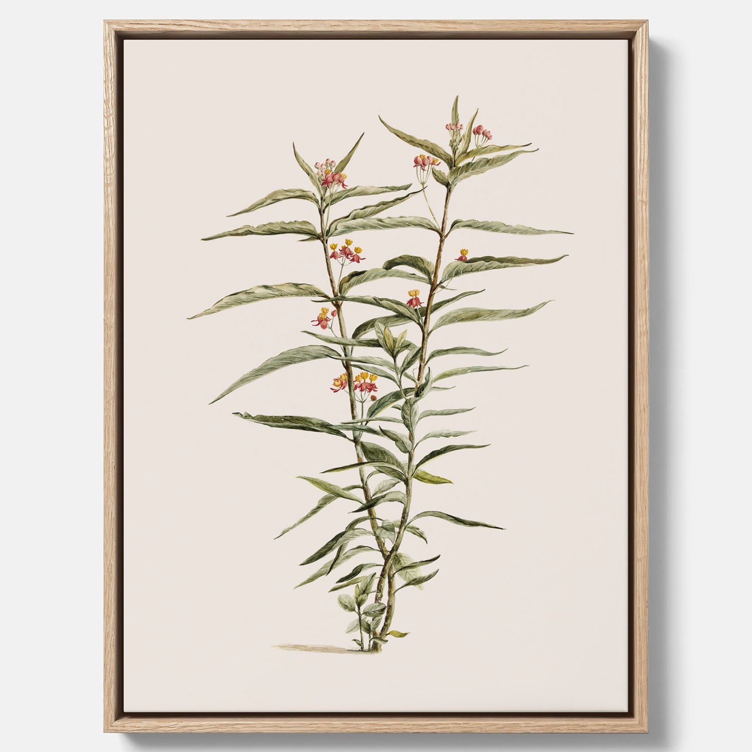 Vintageprint på canvas med en botanisk illustration föreställande en röd sidenört