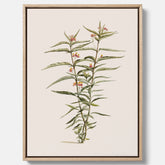 Vintageprint på canvas med en botanisk illustration föreställande en röd sidenört