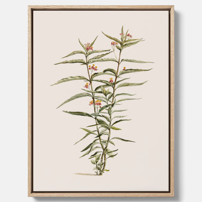 Vintageprint på canvas med en botanisk illustration föreställande en röd sidenört
