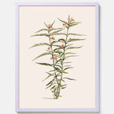 Vintageposter med en botanisk illustration föreställande en röd sidenört